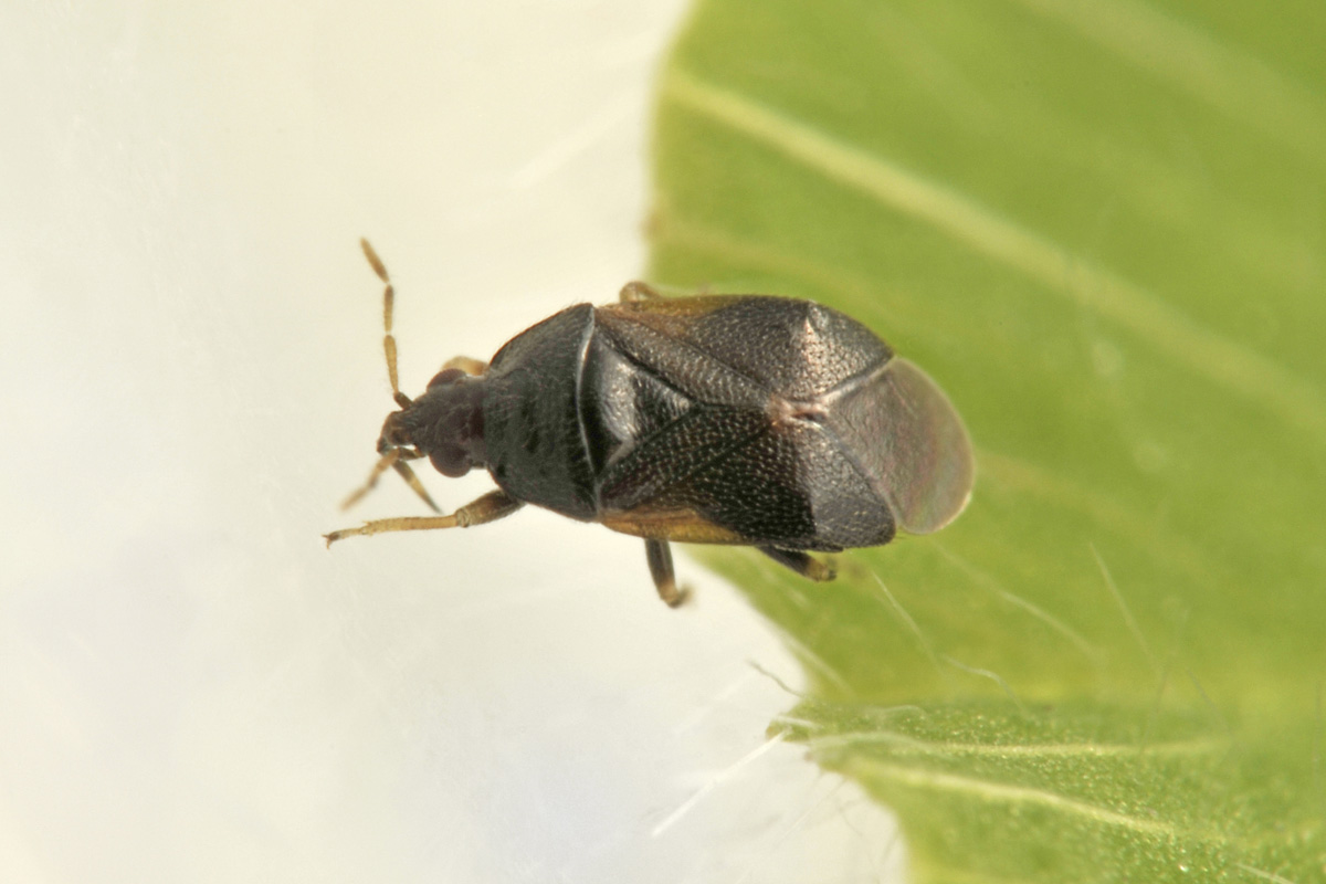 Anthocoridae: Cardiastethus nazarenus